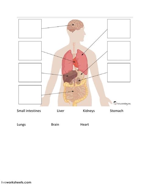 Label Organs Of The Body Worksheet