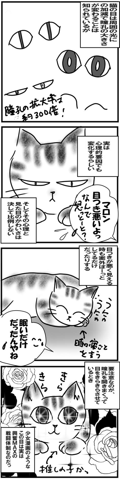 【ねこ漫画】猫の目のヒミツ 【ねこ漫画】マロンと愉快な仲間たち