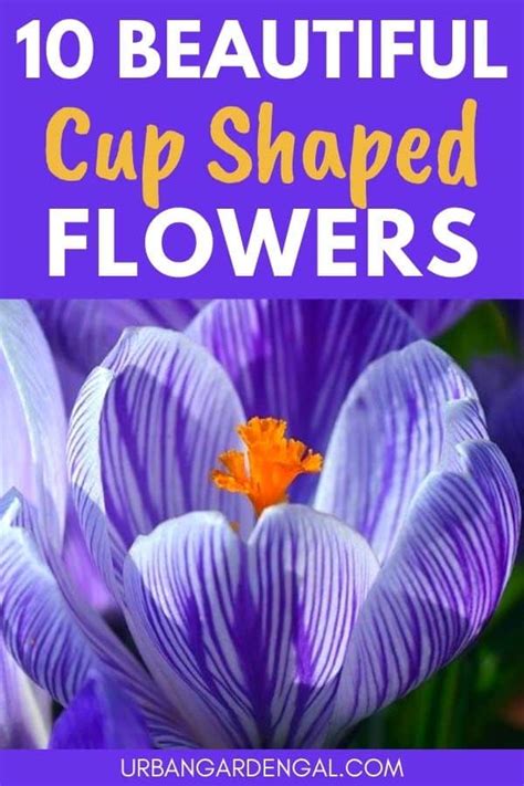 10 Beautiful Cup Shaped Flowers - Urban Garden Gal