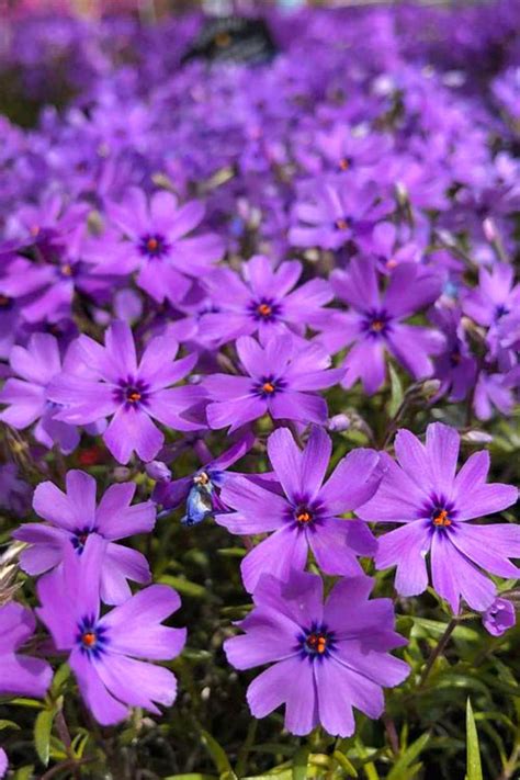 Buy Purple Beauty Creeping Phlox Free Shipping Wilson Bros Gardens