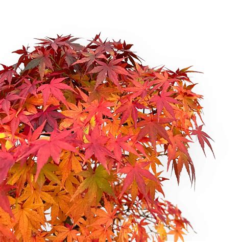 Acer Palmatum Viridis Acero 85 Cm