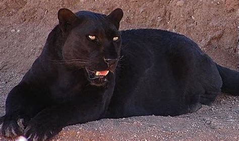 Panter – Wikipedia