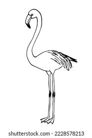 Simple Black Outline Vector Drawing Flamingo Stock Vector Royalty Free