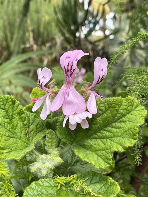 Oak Leaved Geranium From Stellenbosch University Stellenbosch Wc Za