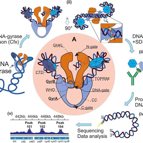 DNA Gyrase Behavior Depends On A DNA Substrate Gyrase Binding Score