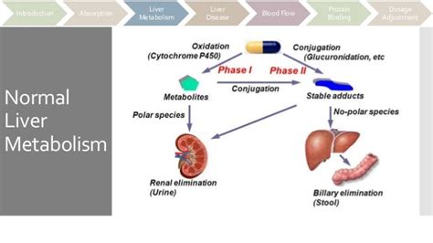 Effect of Liver Disease on Drug Metabolism