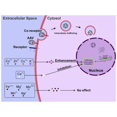 必需金属离子在AAV矢量介导的转导中的作用 Molecular Therapy Methods Clinical