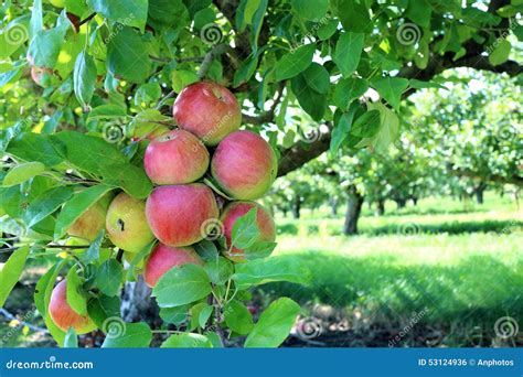 Gala Apples Stock Photo Image Of Fresh Delicious Ripe 53124936