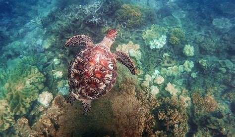 snorkelling great barrier reef sea turtles bundaberg region southern