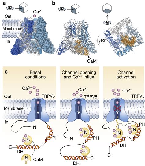 TRPV5 In Renal Tubular Calcium Handling And Its Potential Relevance For