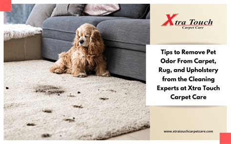 9 Tips To Remove Pet Odor From Carpet Rug And Upholstery