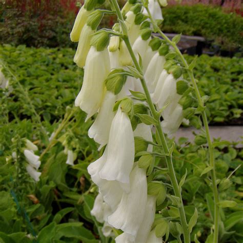 Fingerhut 'Alba' - Digitalis purpurea 'Alba' Aufgrund seiner glockenförmigen weißen Blüten die ...