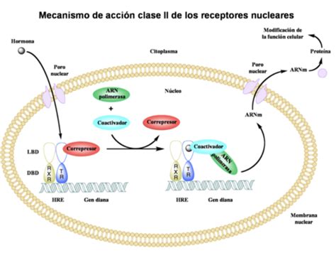 Tema Receptores Nucleares Flashcards Quizlet