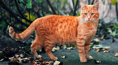 5 Surprising Fun Facts About Orange Tabby Cat Petopedia