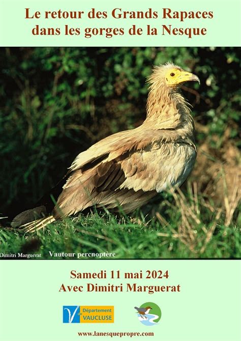 Le Retour Des Grands Rapaces