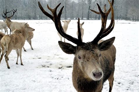 31 Examples of Animals with Antlers (A to Z List & Pictures) – Fauna Facts