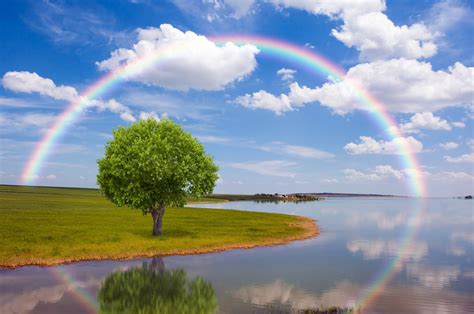 Rainbow tree wallpaper | nature and landscape | Wallpaper Better