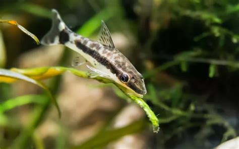 25 Sparkling Gourami Tank Mates With Pictures AquariumNexus