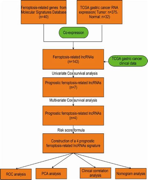 Workflow Of The Prognostic Risk Model Analysis Download Scientific