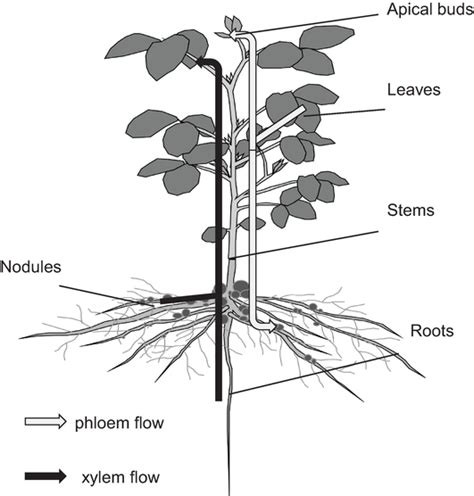 Amino Acid Metabolism And Transport In Soybean Plants Intechopen