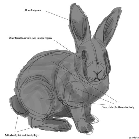 How To Draw A Rabbit Step 1 From Cgatticca Bunny Sketches Animal