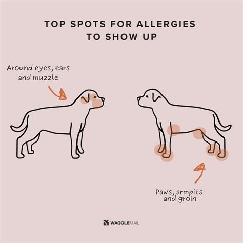 Pet parent’s guide to dog allergies: Environmental allergies