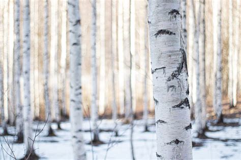 Brzoza Po Yteczna Doorenbos Betula Utilis Kra Nik Sklep Ogrodniczy