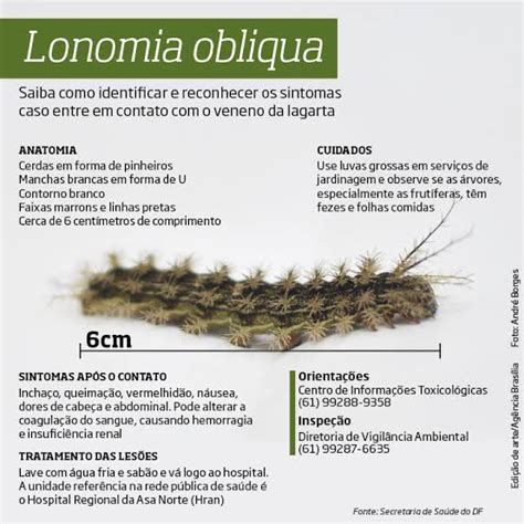 Insetoland On Twitter Lonomia Spp Conhecida Como Lagarta