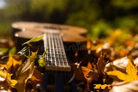 Autumn Background with Yellow Leaves in the Park and with a Guitar ...