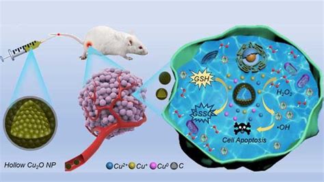 Team Designs Nanocapsules To Improve Efficacy Of Cancer Chemodynamic