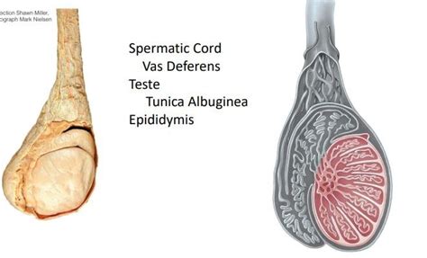 testes Diagram | Quizlet