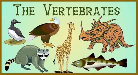 The Vertebrates Subphylum Vertebrata