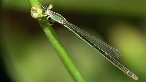 Common Bluetail From Bhandup Pumping Station On October At