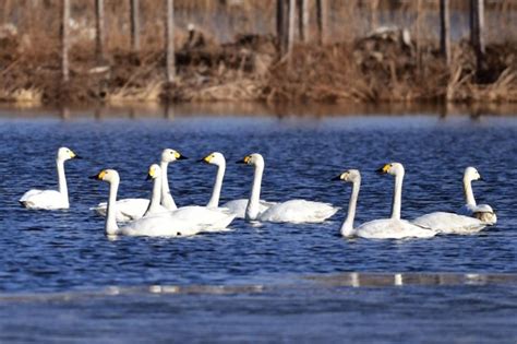 Swans Flock To Wetland In Hebei Chinaculture Org