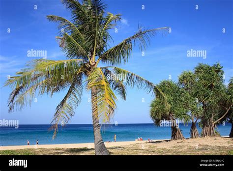 Thailand Phuket Karon Beach Palms People Stock Photo Alamy