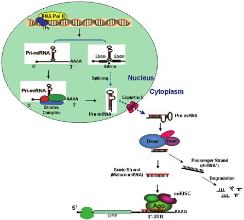 Schematic Representation Of Microrna Mirna Biogenesis Mirna Is Download Scientific Diagram