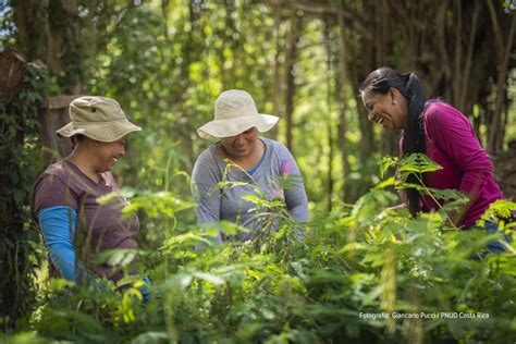 Conservación de bosques permitirá al país invertir 54 millones en