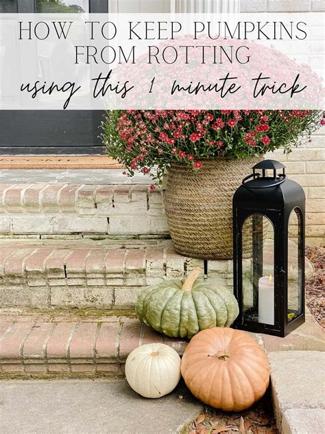 How To Keep My Pumpkin From Rotting Tips For