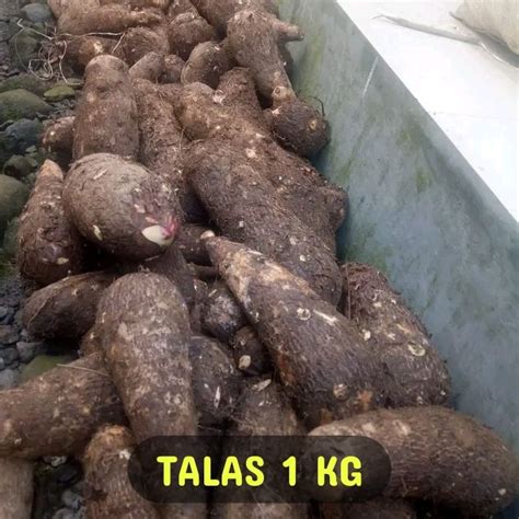 TALAS KIMPUL SEGAR 1 KG TALAS MBOTE TALAS BELITUNG KUALITAS TERBAIK