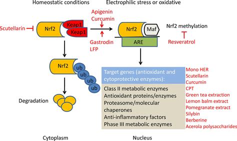 Chemical Activators Of The Nrf Signaling Pathway In Nonalcoholic Fatty