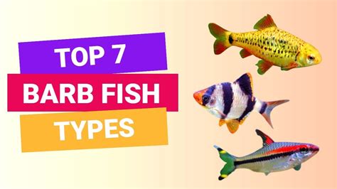 Top Types Of Barbs For Community Tank Finding Fishes Youtube