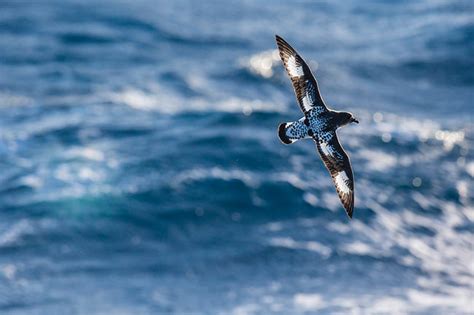 petrel - Animal Stock Photos - Kimballstock