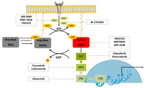 IJMS Free Full Text Small Molecule Inhibitors And Degraders