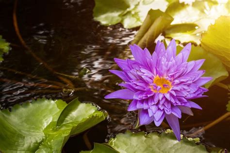 Purple Water Lily Flower Meaning Best Flower Site