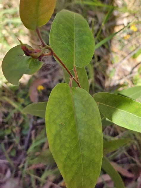 Brown Top Stringybark From Upwey Vic Australia On September