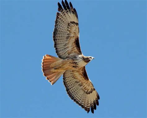 Texas Hawks And How To Tell Them Apart Birdinglocations