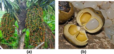 (a) Sugar palm tree; (b) sugar palm fruits [77]. | Download Scientific ...