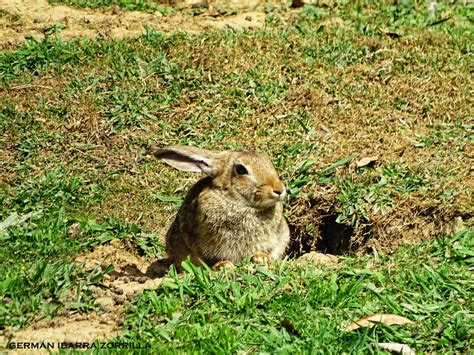 FAUNA COMPACTA el blog de Germán Ibarra Zorrilla: Conejo de monte ...