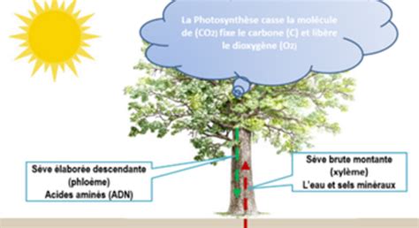 Le Monde végétal source de vie sur terre ECHOSCIENCES Grenoble