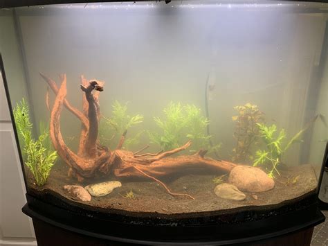 Completely New To This 36 Gallon Bow Front R PlantedTank